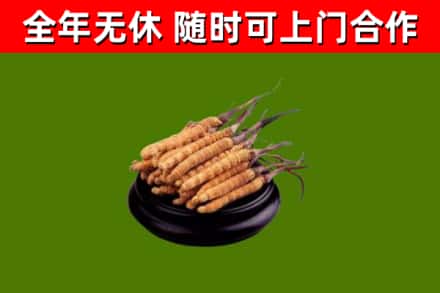 黄冈市回收散虫草