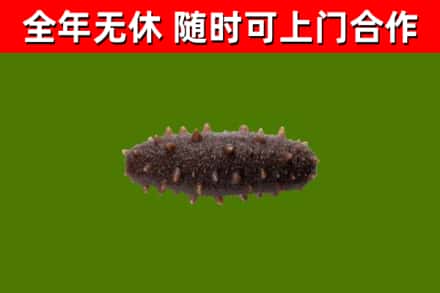 黄冈市回收海参干